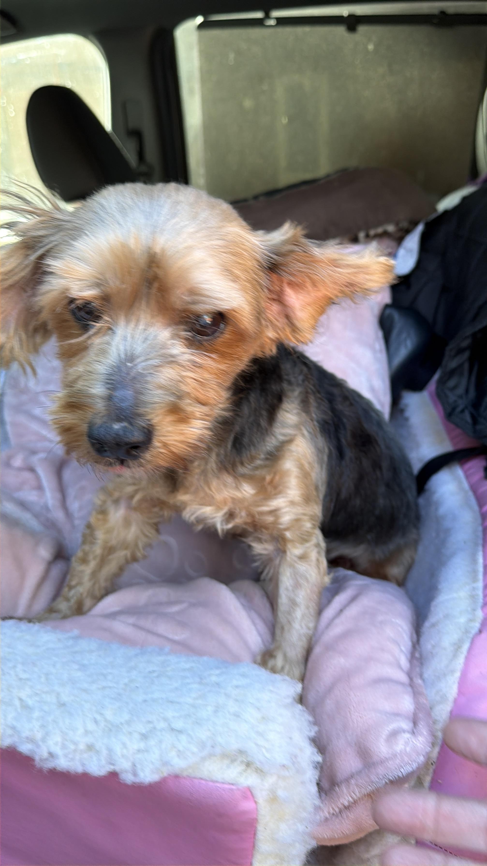 Faith, Adopted, Senior Female Yorkshire Terrier.