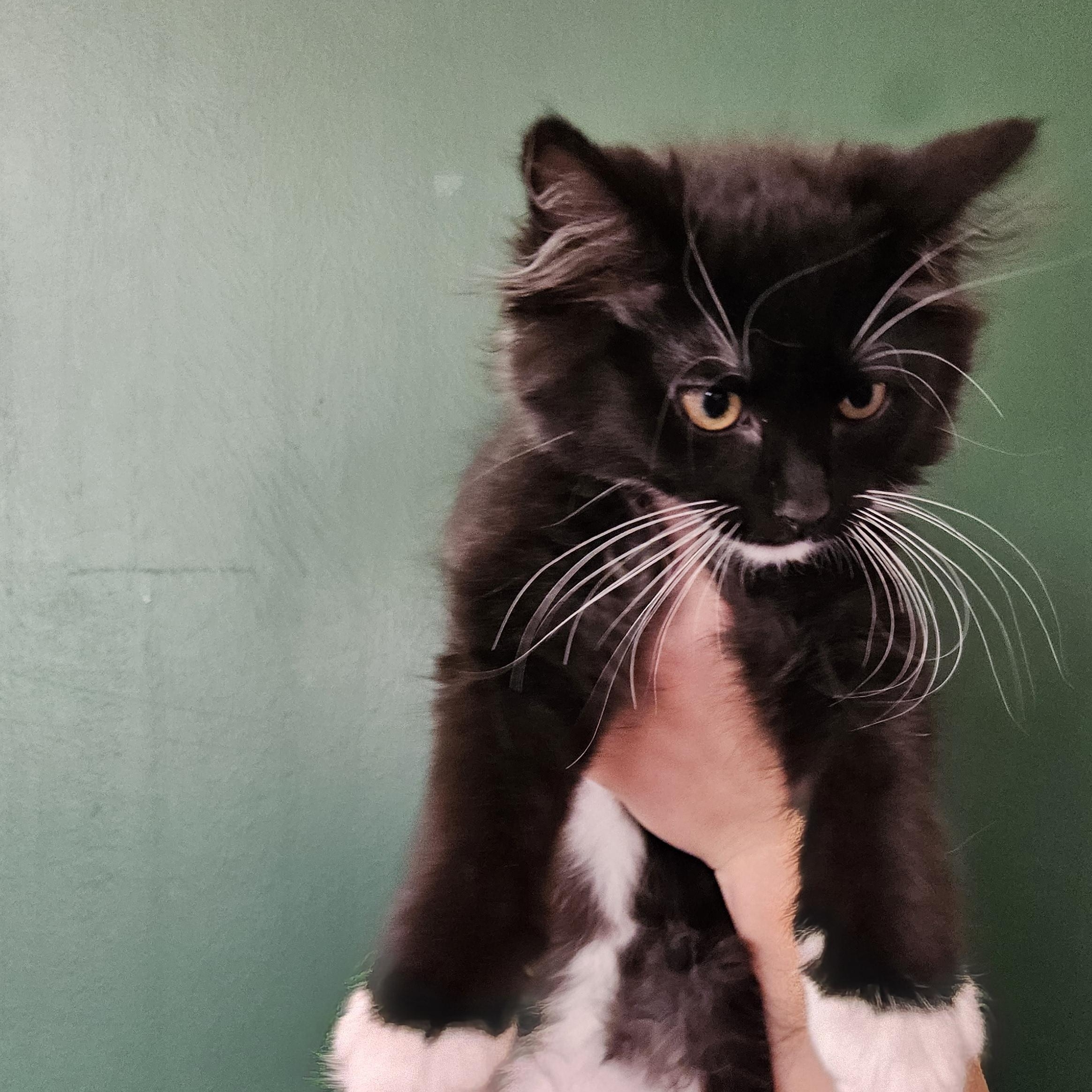 Enlarge Unagi, a Adoptable mixed breed in The Dalles, OR image 2/3
