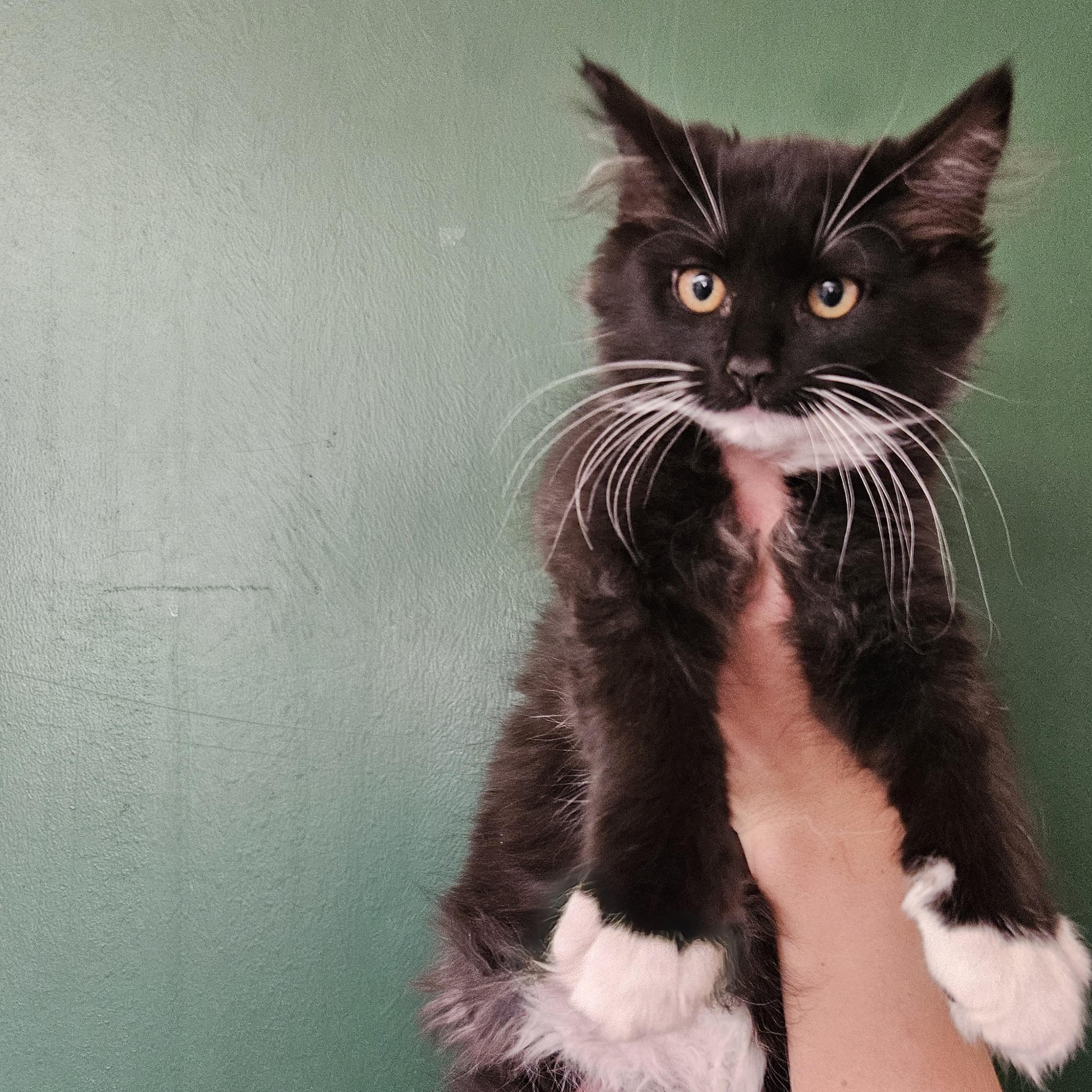 Unagi, Adoptable, Young Female Domestic Medium Hair.