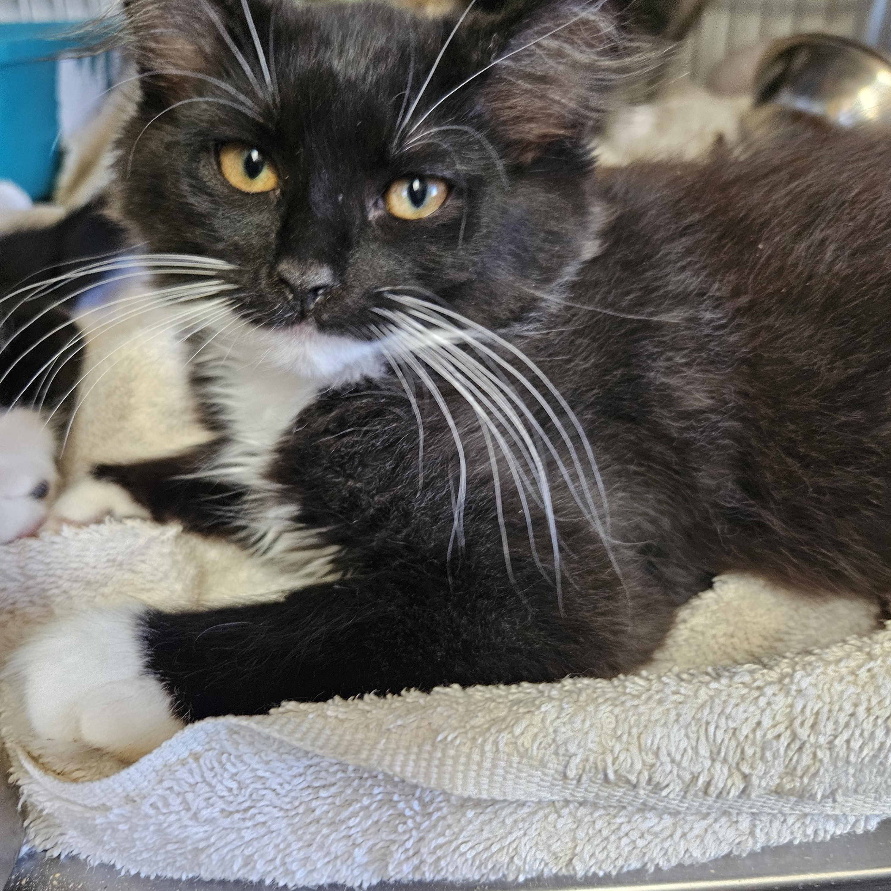 Enlarge Unagi, a Adoptable mixed breed in The Dalles, OR image 3/3
