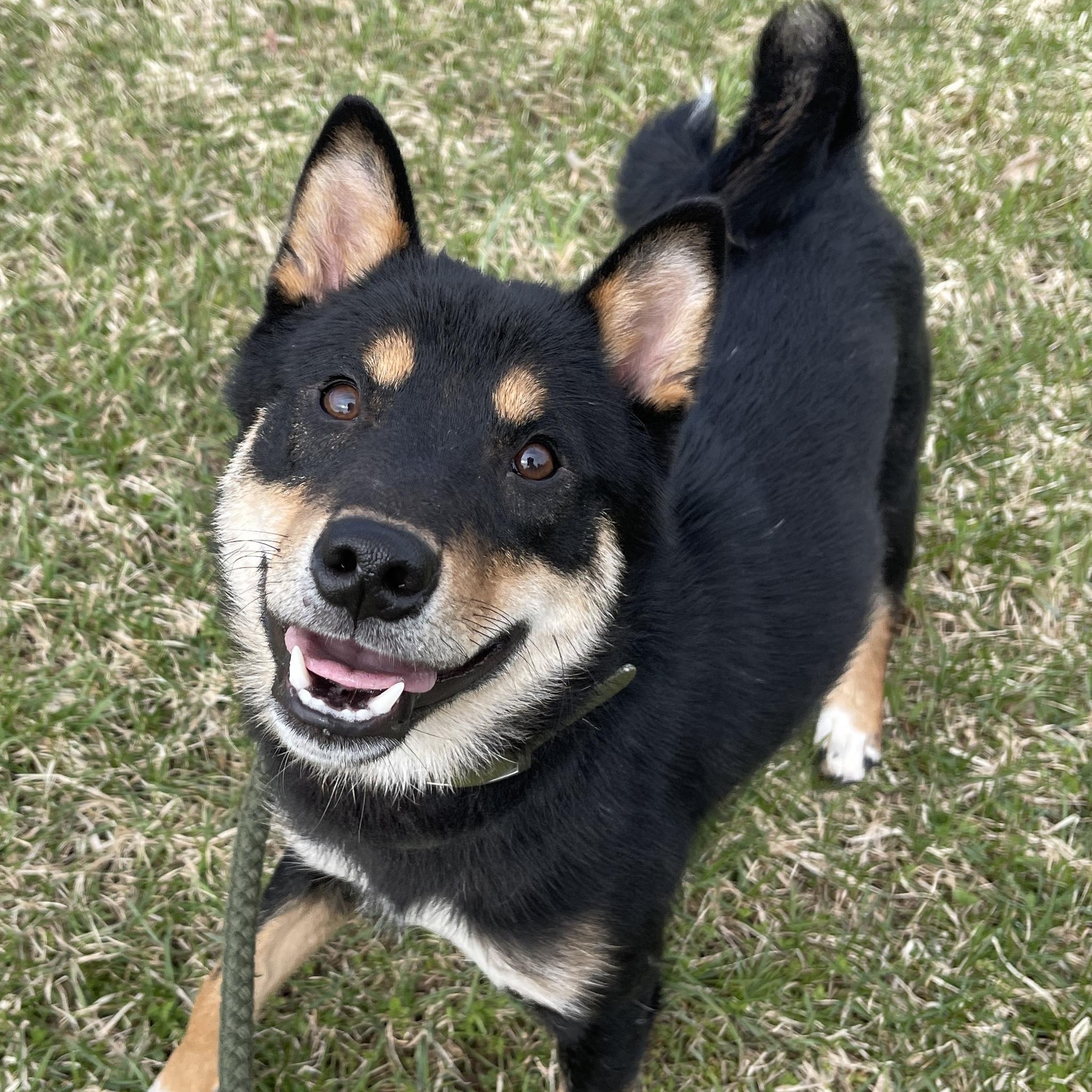 Enlarge Conan, an adopted Shiba Inu in Allegan, MI image 3/6