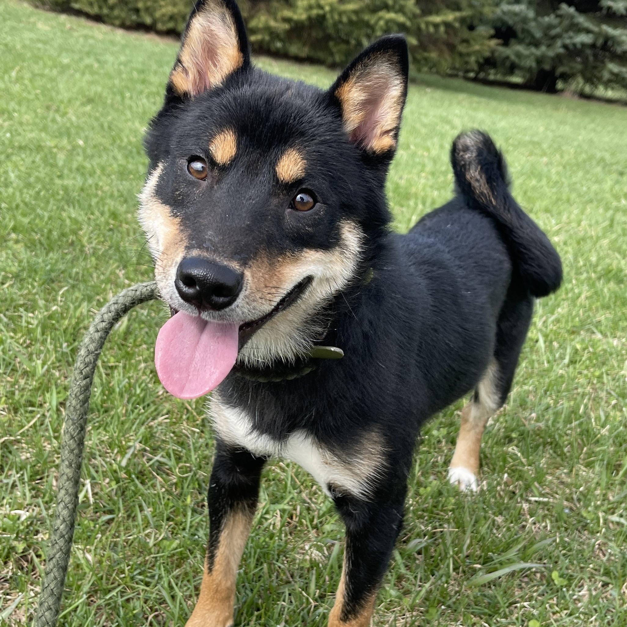 Enlarge Conan, an adopted Shiba Inu in Allegan, MI image 2/6