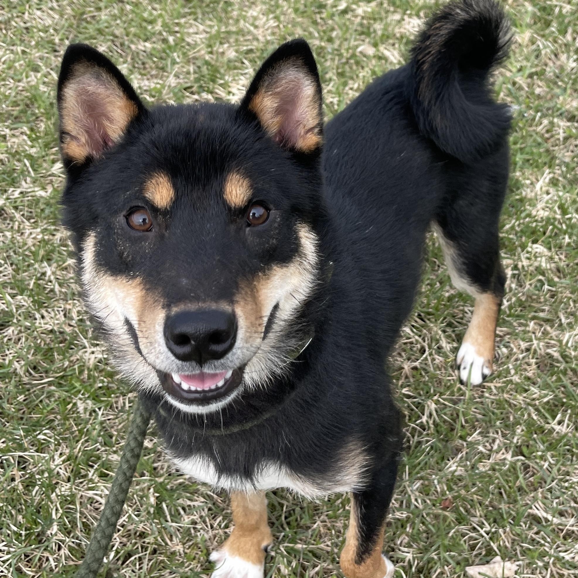 Conan, adopted, Young Male Shiba Inu.