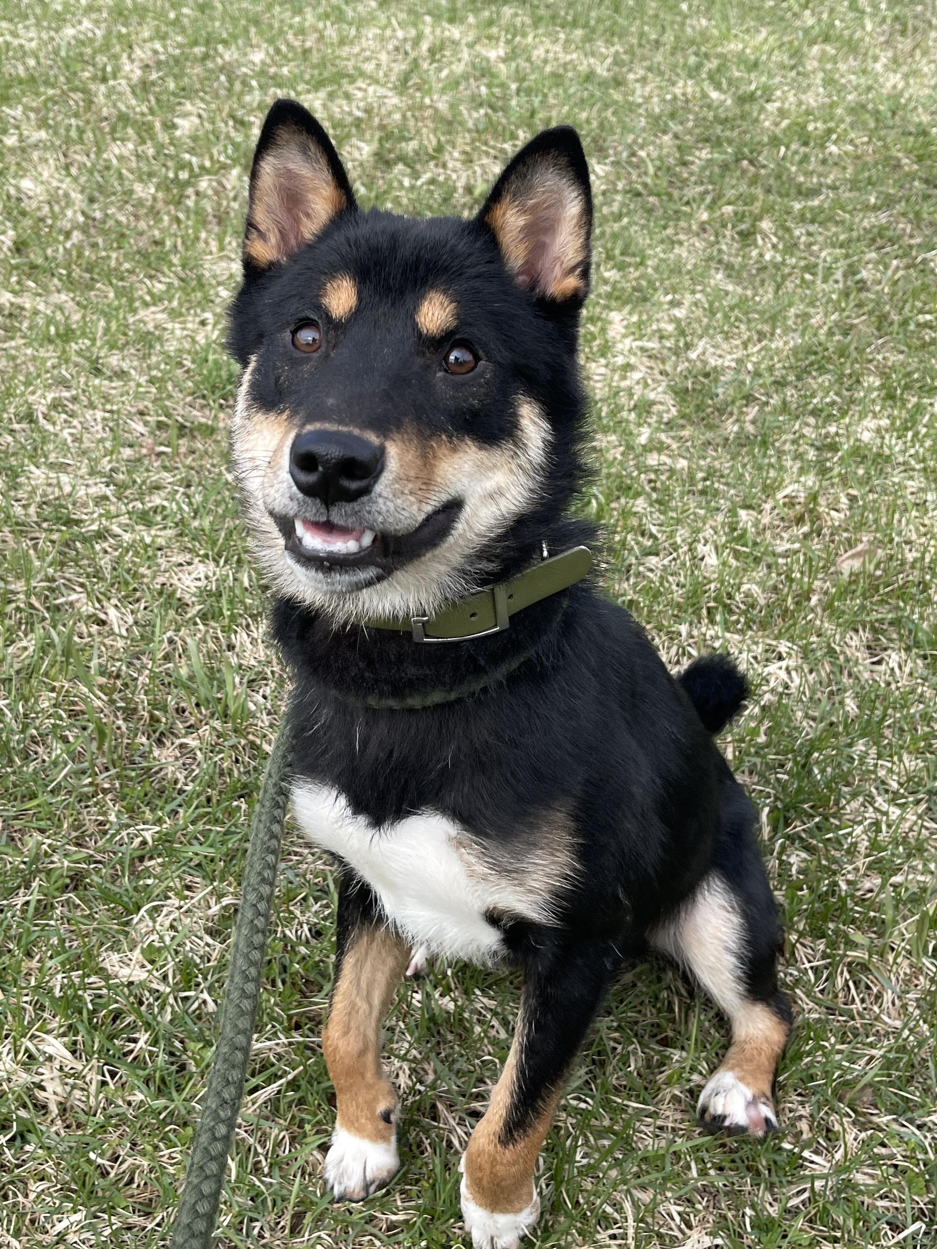 Enlarge Conan, an adopted Shiba Inu in Allegan, MI image 4/6