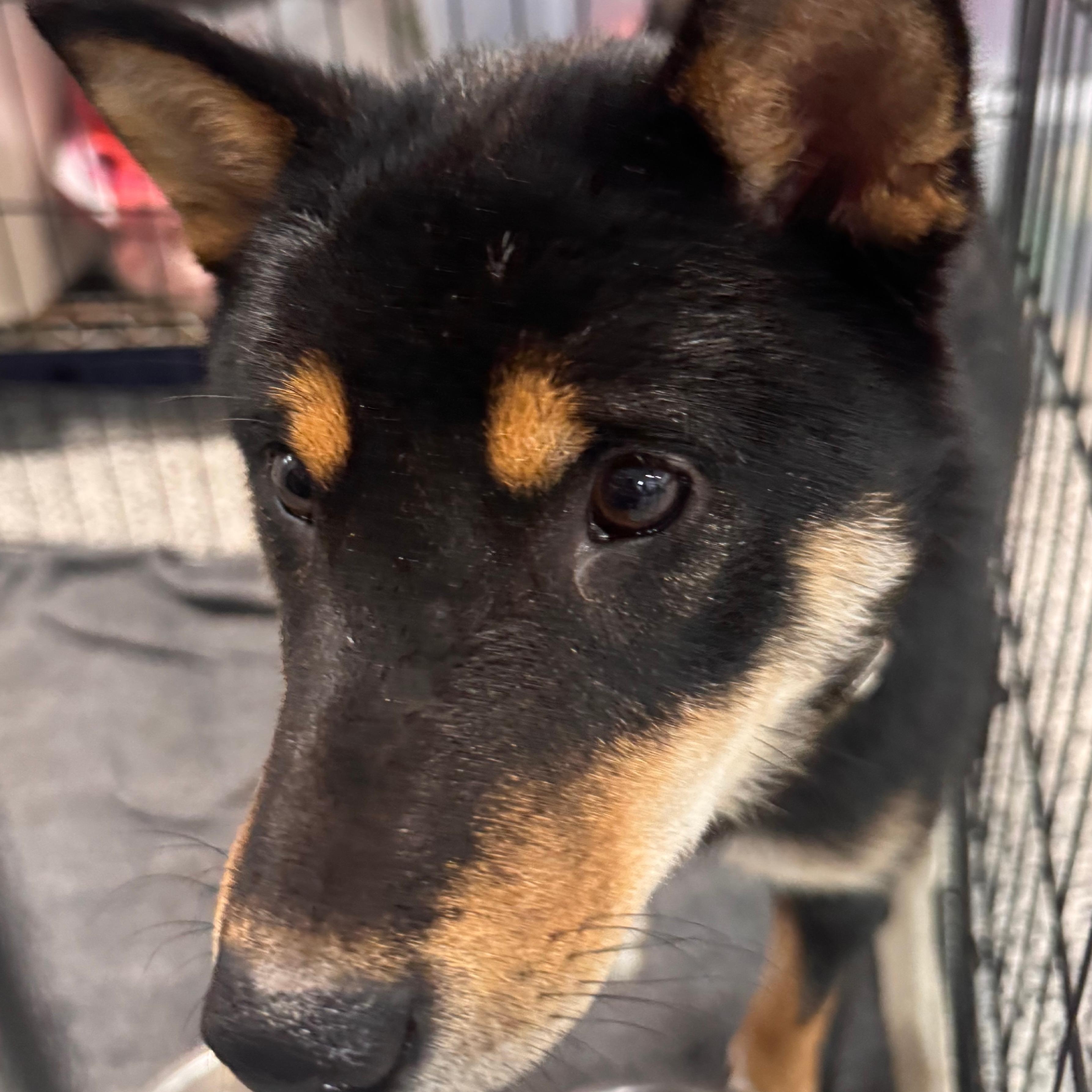 Enlarge Conan, an adopted Shiba Inu in Allegan, MI image 6/6