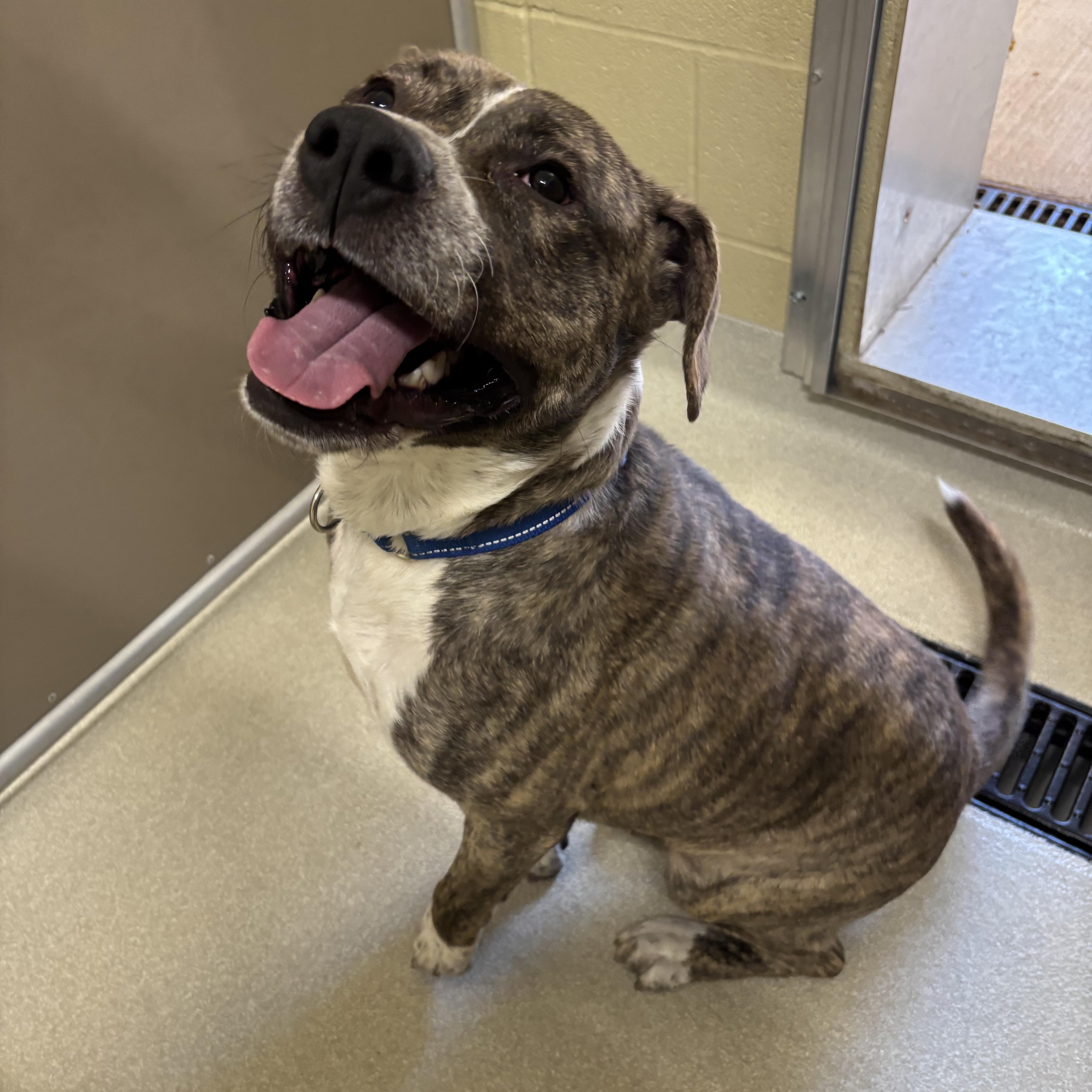Patrick, a ADOPTABLE mixed breed in Ashland, OH image 1/2