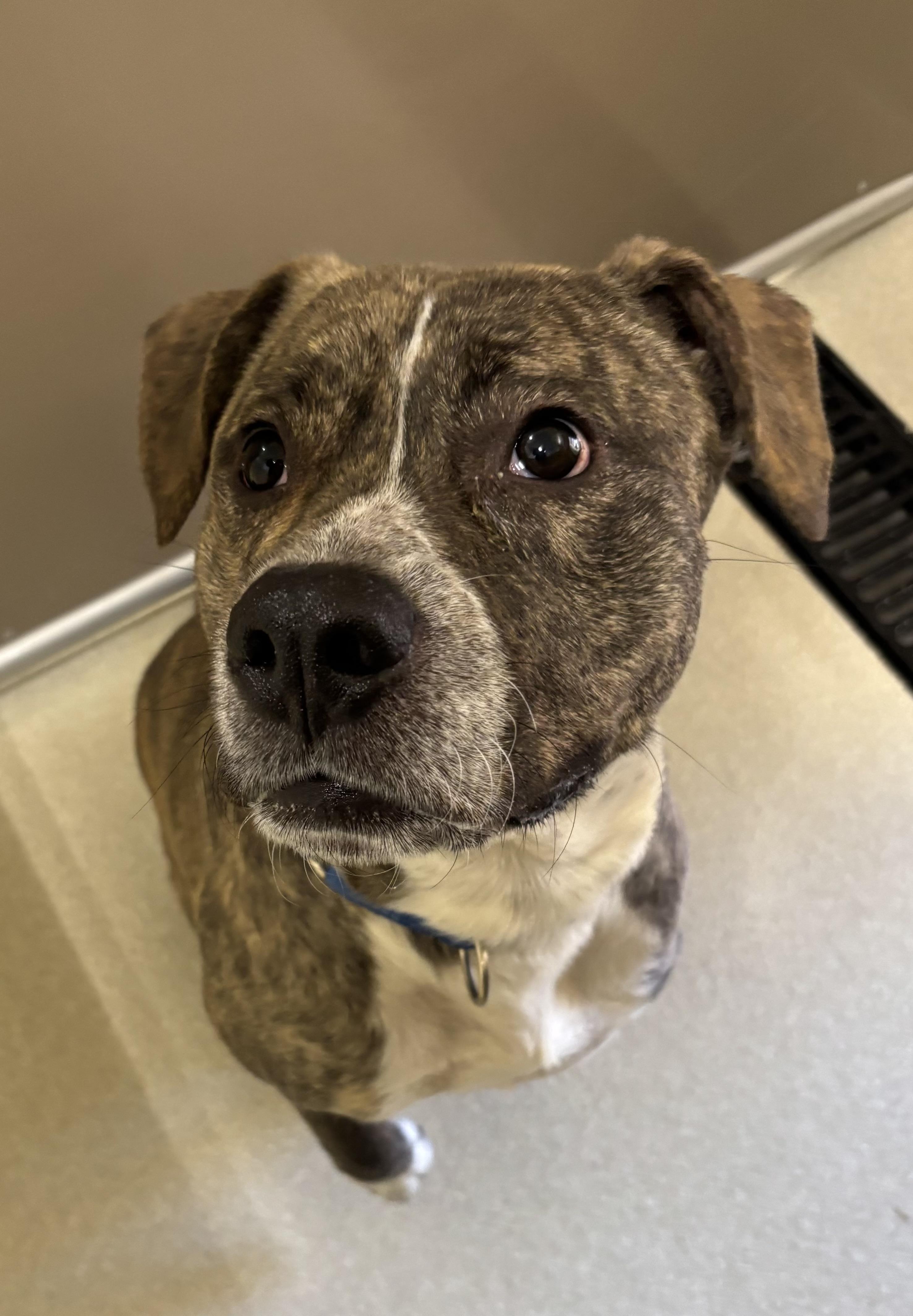 Patrick, a ADOPTABLE mixed breed in Ashland, OH image 2/2