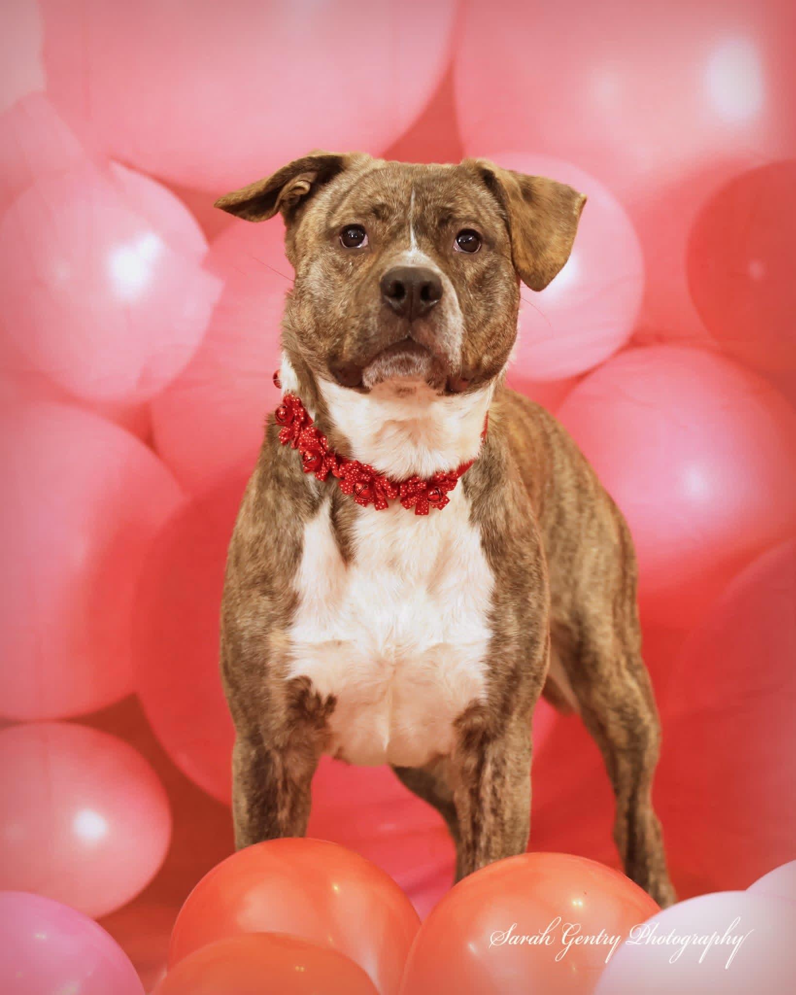 Enlarge Patrick, a ADOPTABLE mixed breed in Ashland, OH image 3/3