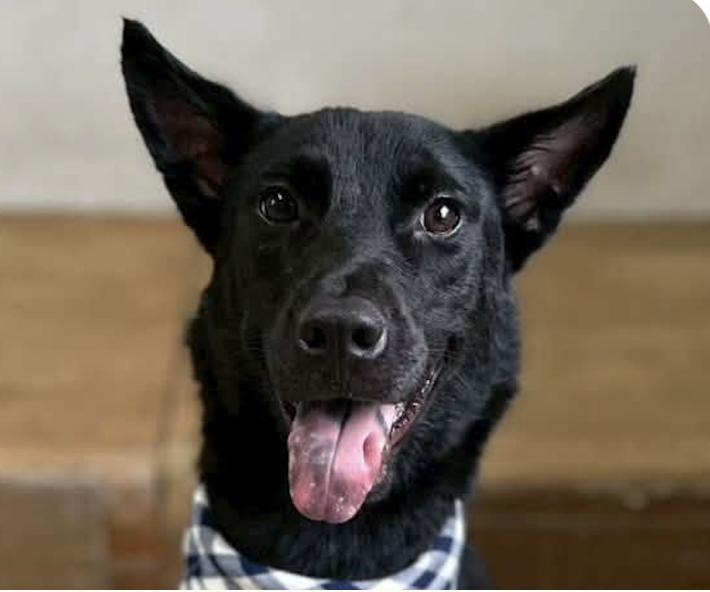 Enlarge Hank, a Adoptable mixed breed in San Francisco, CA image 1/1