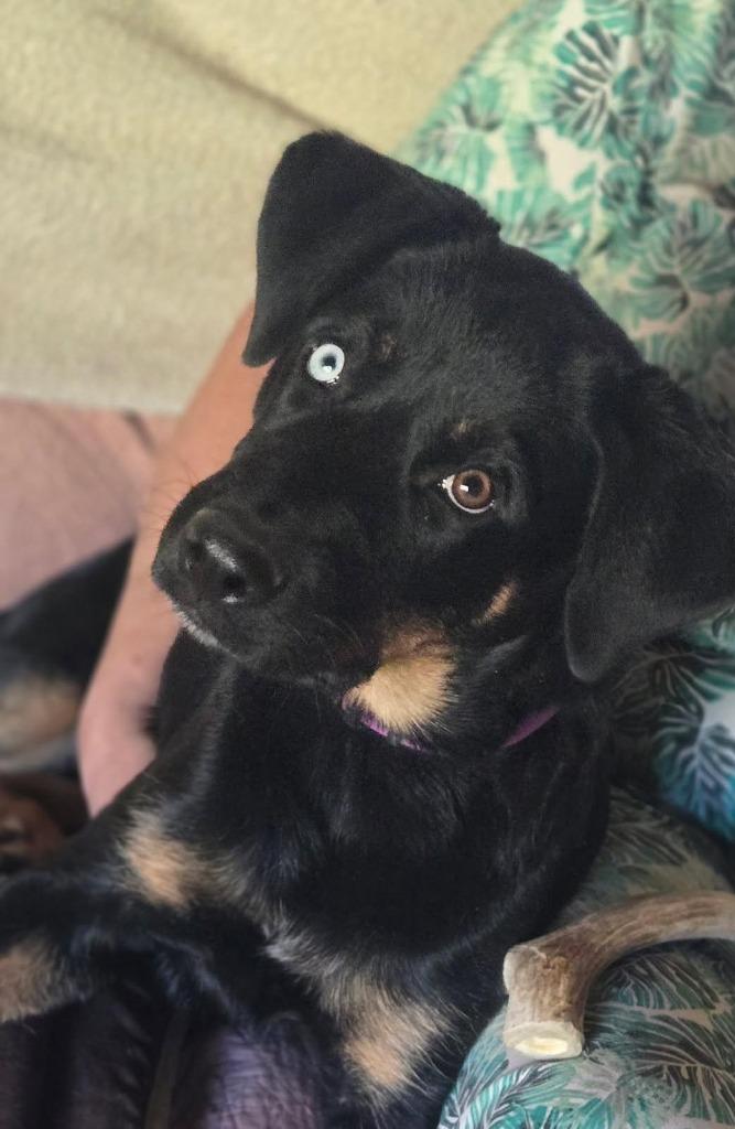 Enlarge Gisele, a Adoptable mixed breed in Tehachapi, CA image 1/2