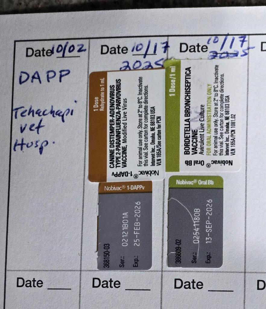 Enlarge Gisele, a Adoptable mixed breed in Tehachapi, CA image 2/2