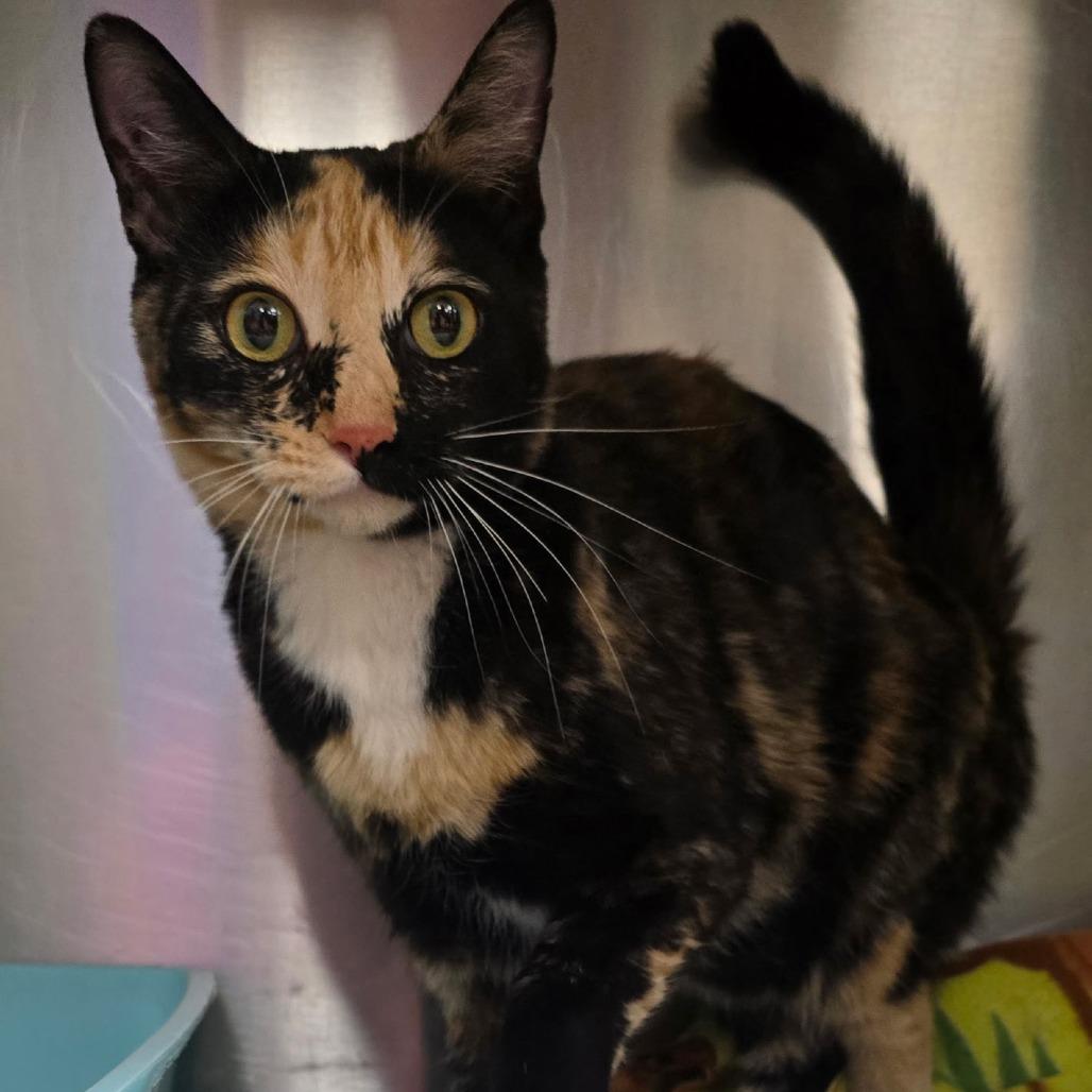 Enlarge Shania Twain, a Adoptable mixed breed in Bullhead City, AZ image 1/1