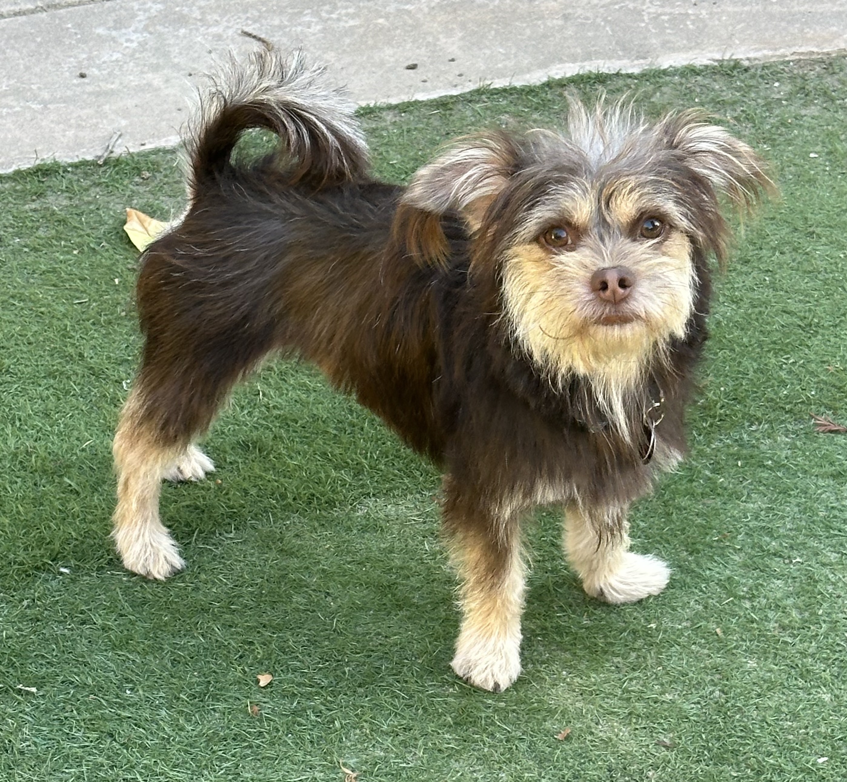 Dog for adoption Bobby, a Yorkie Poo Mix in Danville, CA Petfinder