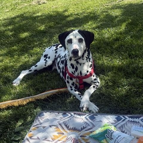 Jorge, a ADOPTABLE Dalmatian in Turlock, CA image 2/4