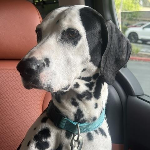 Jorge, a ADOPTABLE Dalmatian in Turlock, CA image 3/4