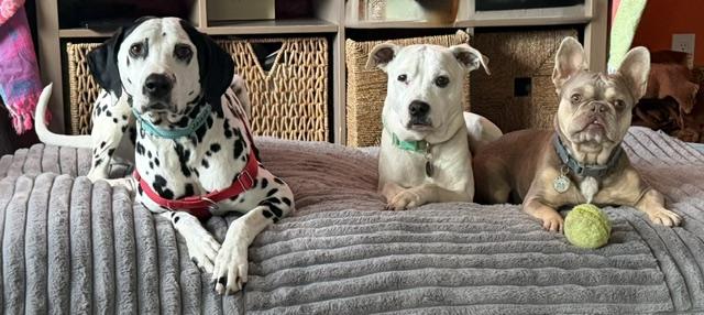 Jorge, a ADOPTABLE Dalmatian in Turlock, CA image 4/4