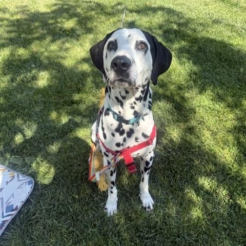 Jorge, a ADOPTABLE Dalmatian in Turlock, CA image 1/4
