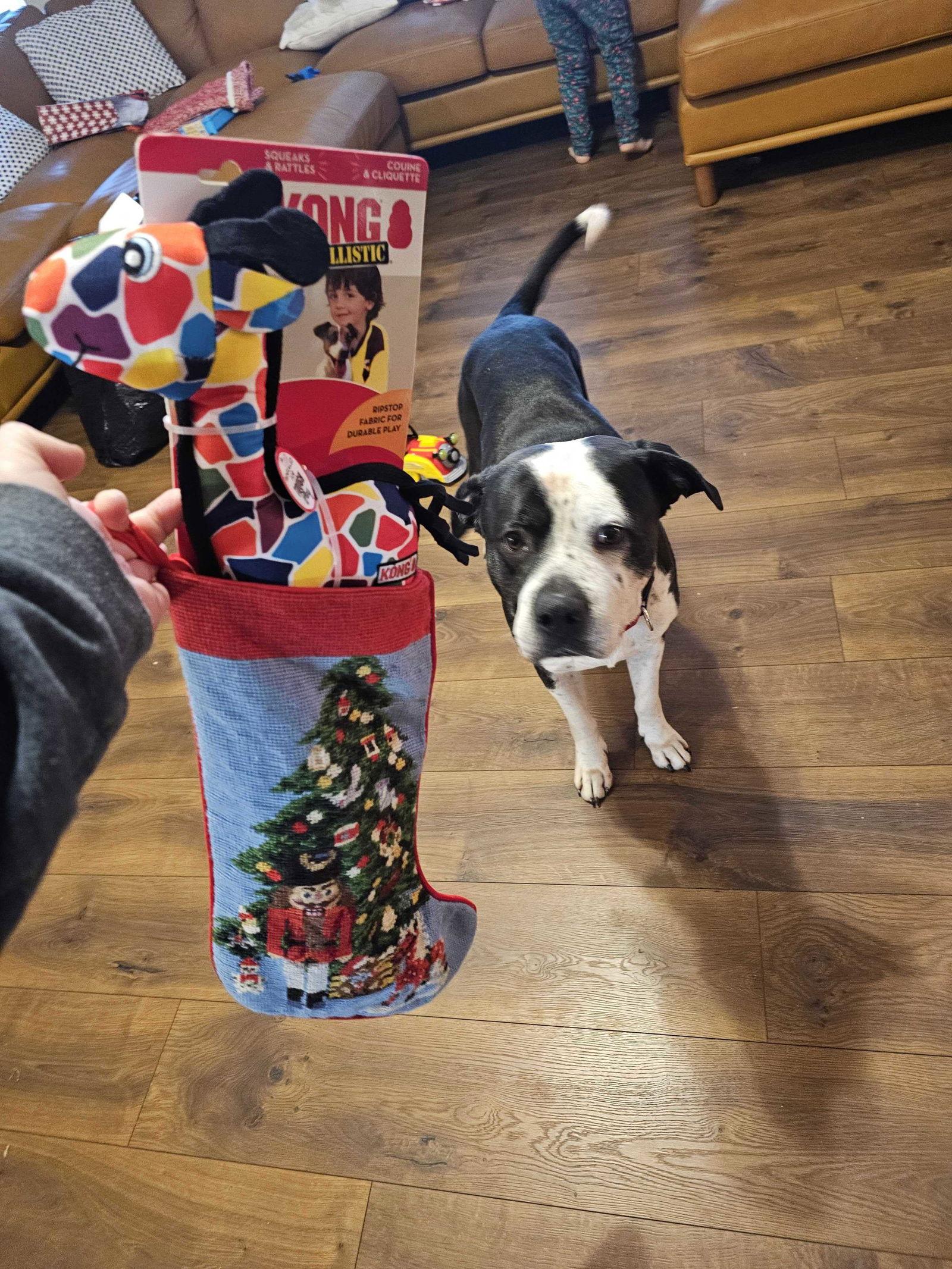 Enlarge Oreo, a Adopted American Bulldog in Fuquay Varina, NC image 1/2