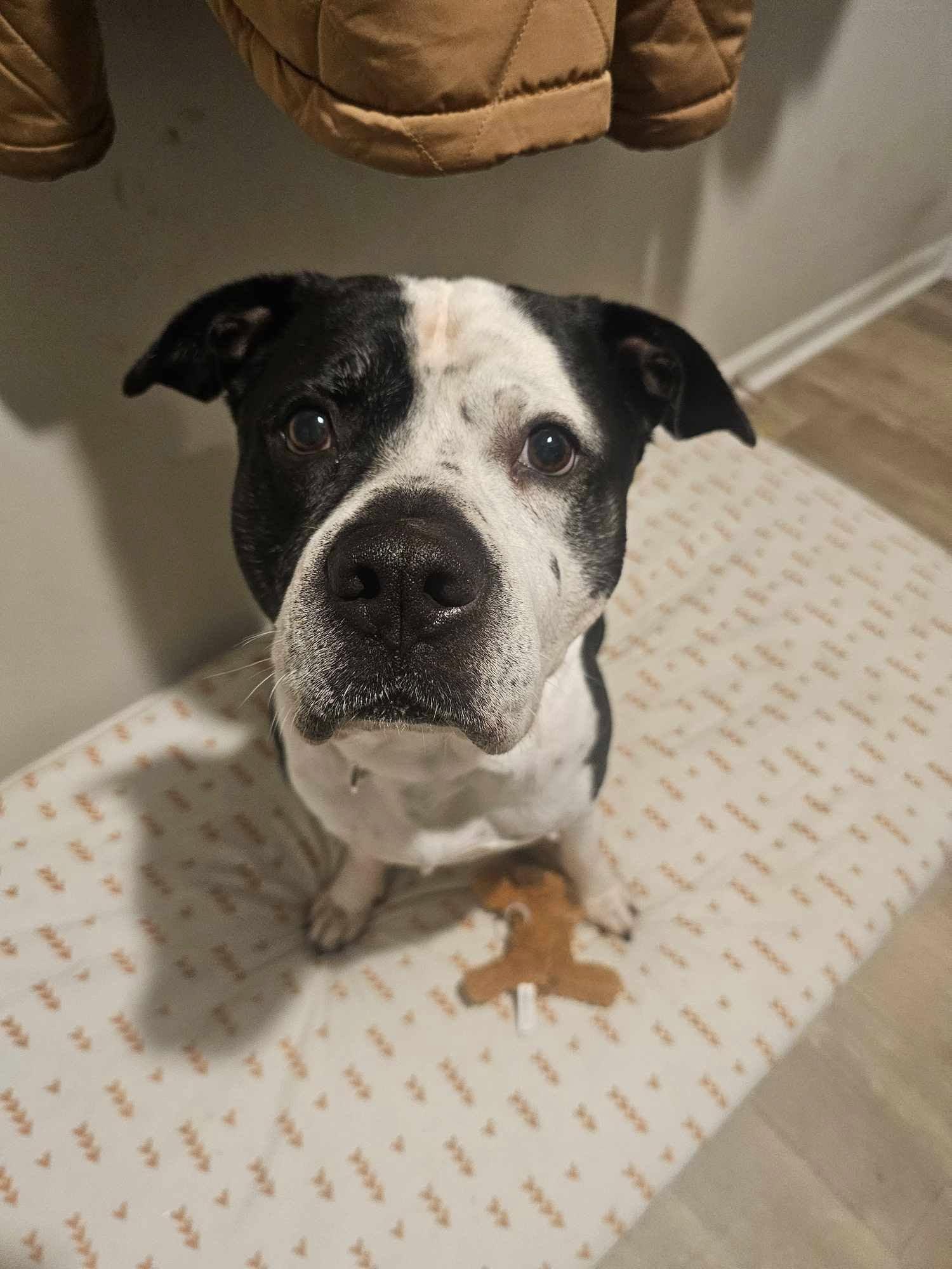 Enlarge Oreo, a Adopted American Bulldog in Fuquay Varina, NC image 2/2