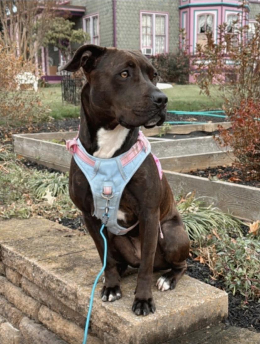 Shakira, Adoptable, Adult Female Pit Bull Terrier.