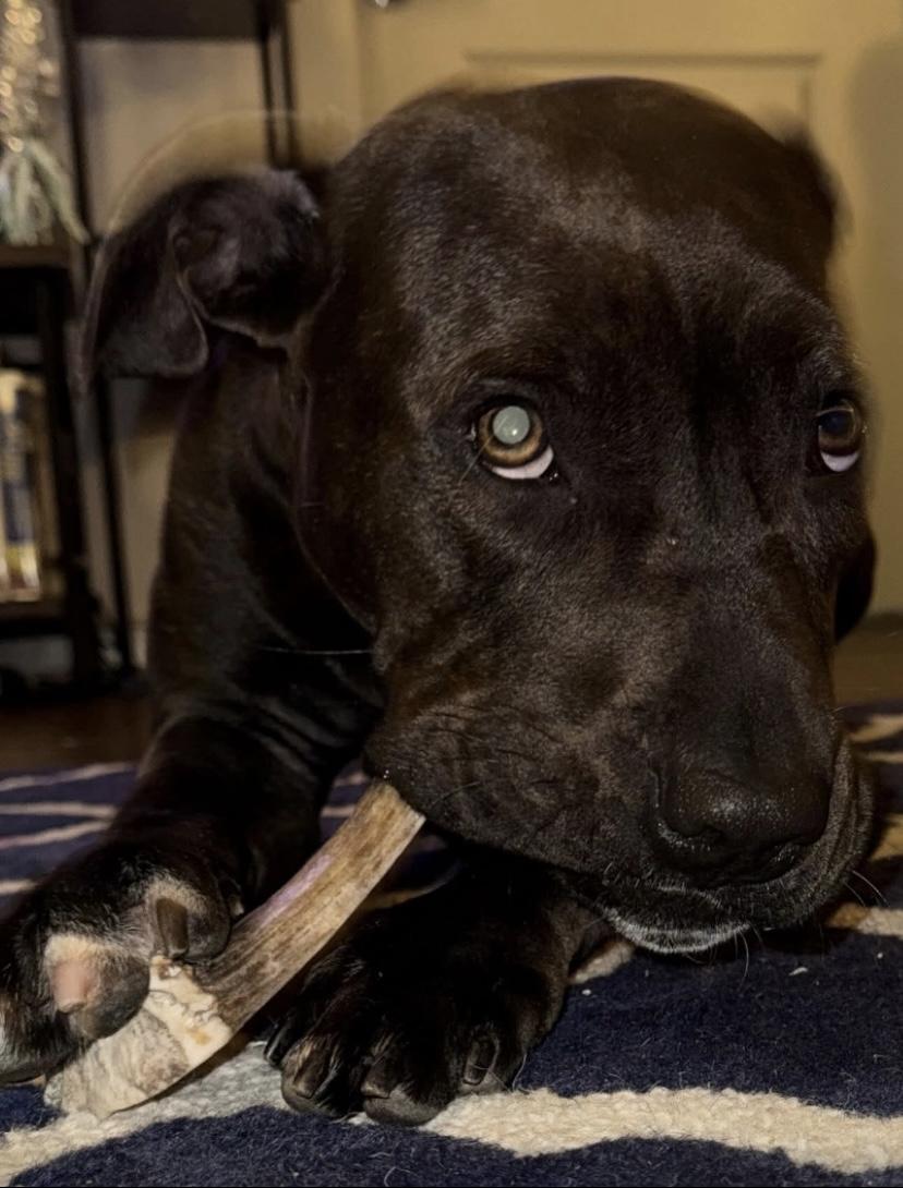 Shakira, a Adoptable mixed breed in Philadelphia, PA image 2/6