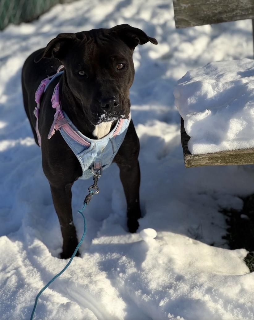 Enlarge Shakira, a Adoptable mixed breed in Philadelphia, PA image 6/6