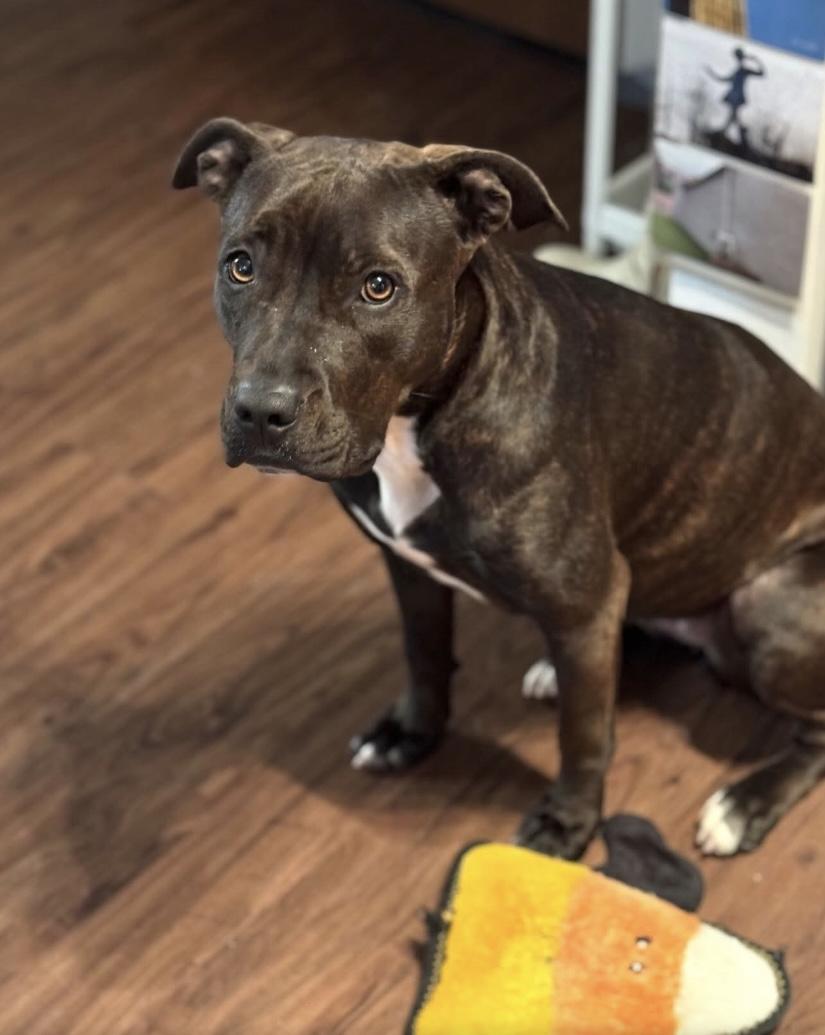 Enlarge Shakira, a Adoptable mixed breed in Philadelphia, PA image 3/6