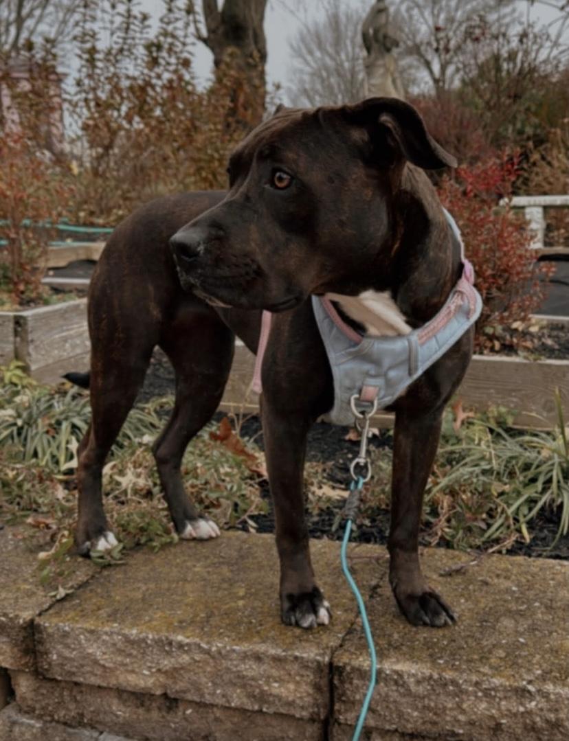 Shakira, a Adoptable mixed breed in Philadelphia, PA image 3/6