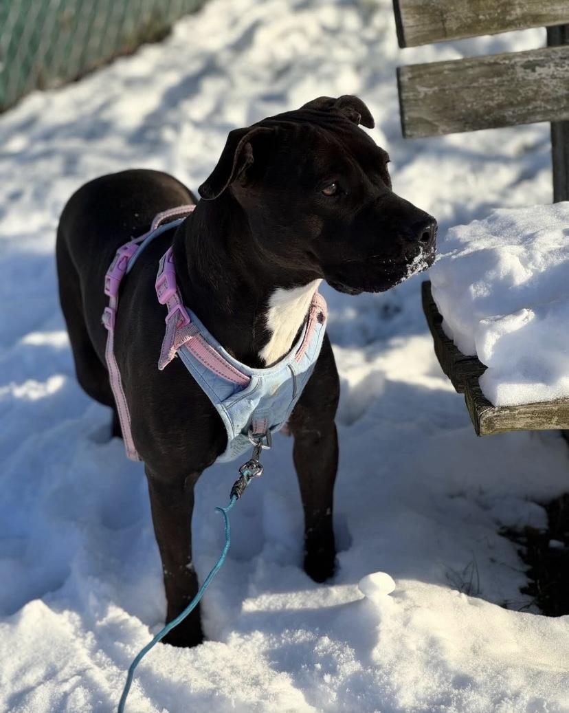 Enlarge Shakira, a Adoptable mixed breed in Philadelphia, PA image 4/6