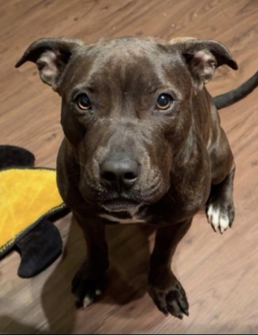 Shakira, a Adoptable mixed breed in Philadelphia, PA image 4/6