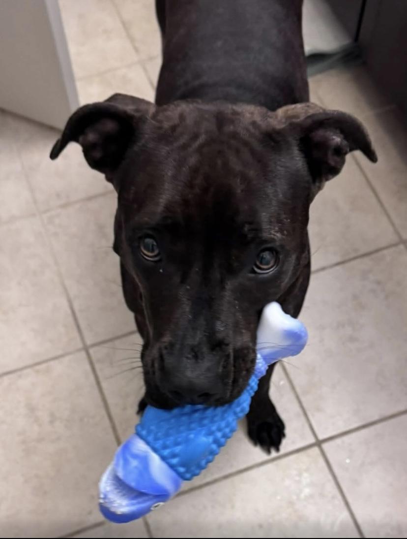 Shakira, a Adoptable mixed breed in Philadelphia, PA image 5/6