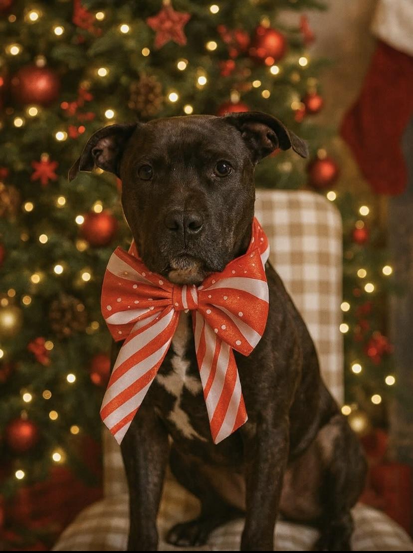 Shakira, a Adoptable mixed breed in Philadelphia, PA image 6/6