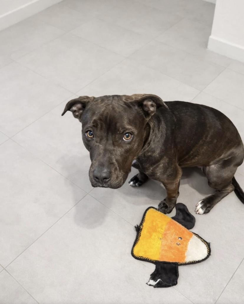 Enlarge Shakira, a Adoptable mixed breed in Philadelphia, PA image 5/6