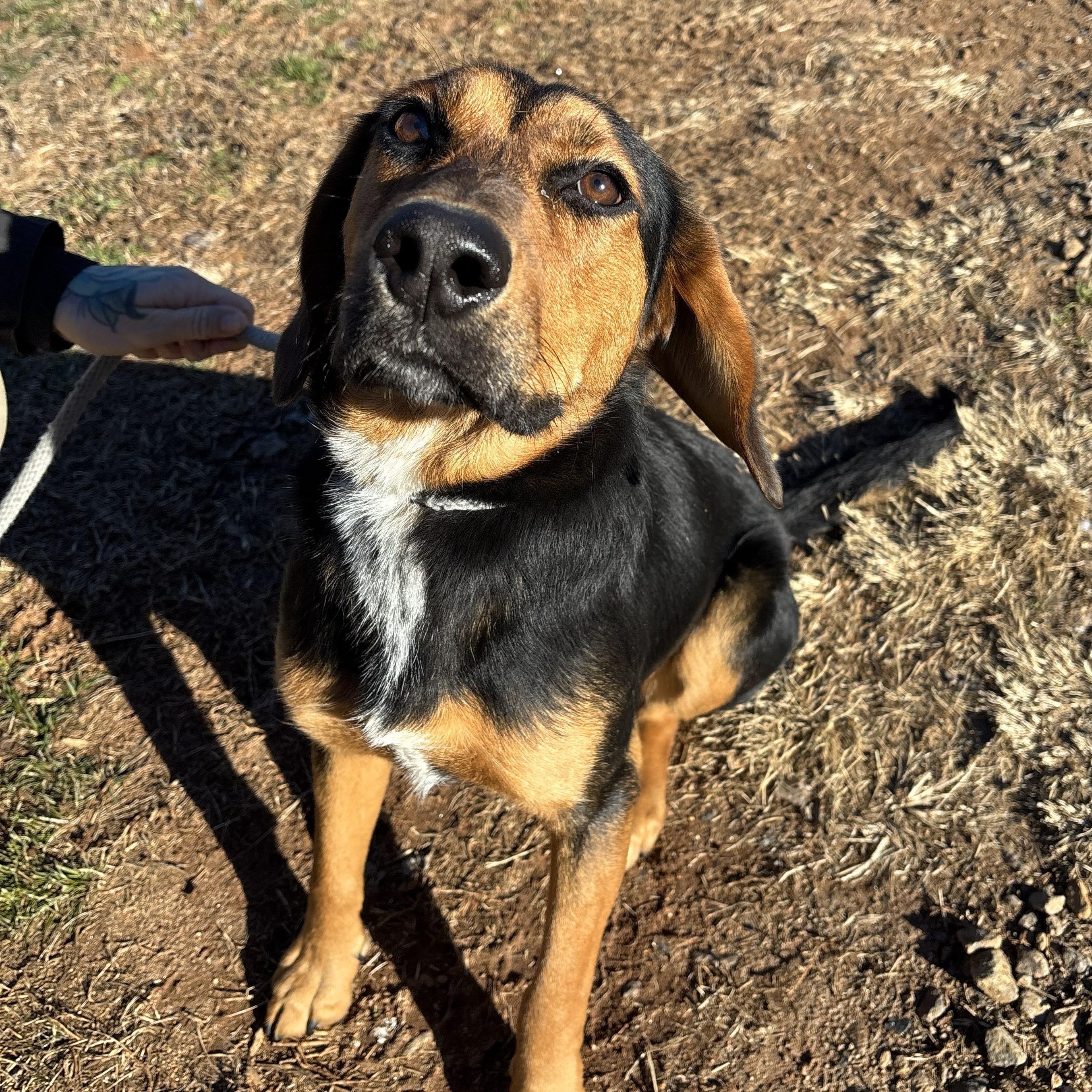 Ezra, ADOPTABLE, Young Male Black and Tan Coonhound.