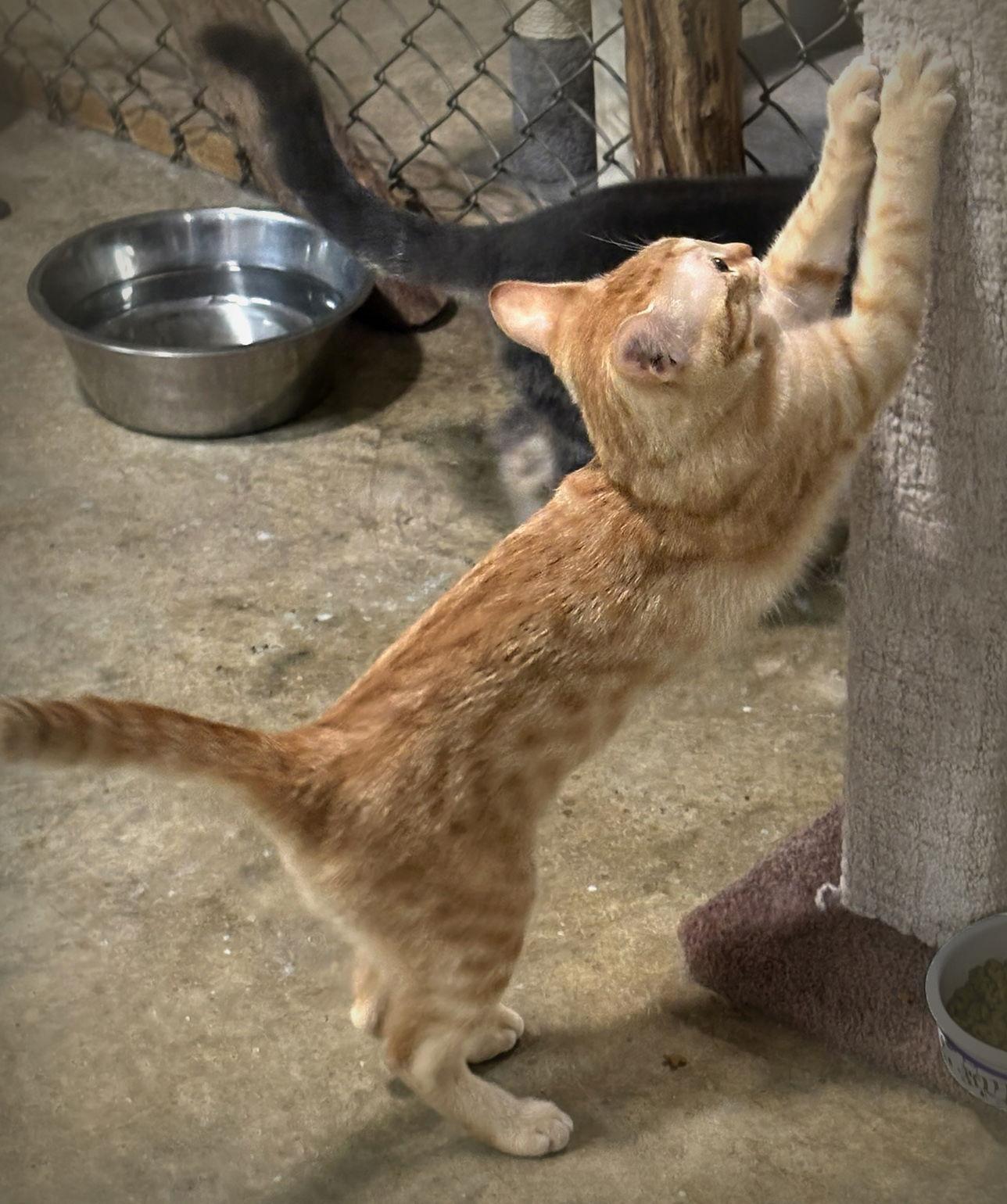 Enlarge Sunshine, a Adoptable mixed breed in Holly Springs, MS image 2/3