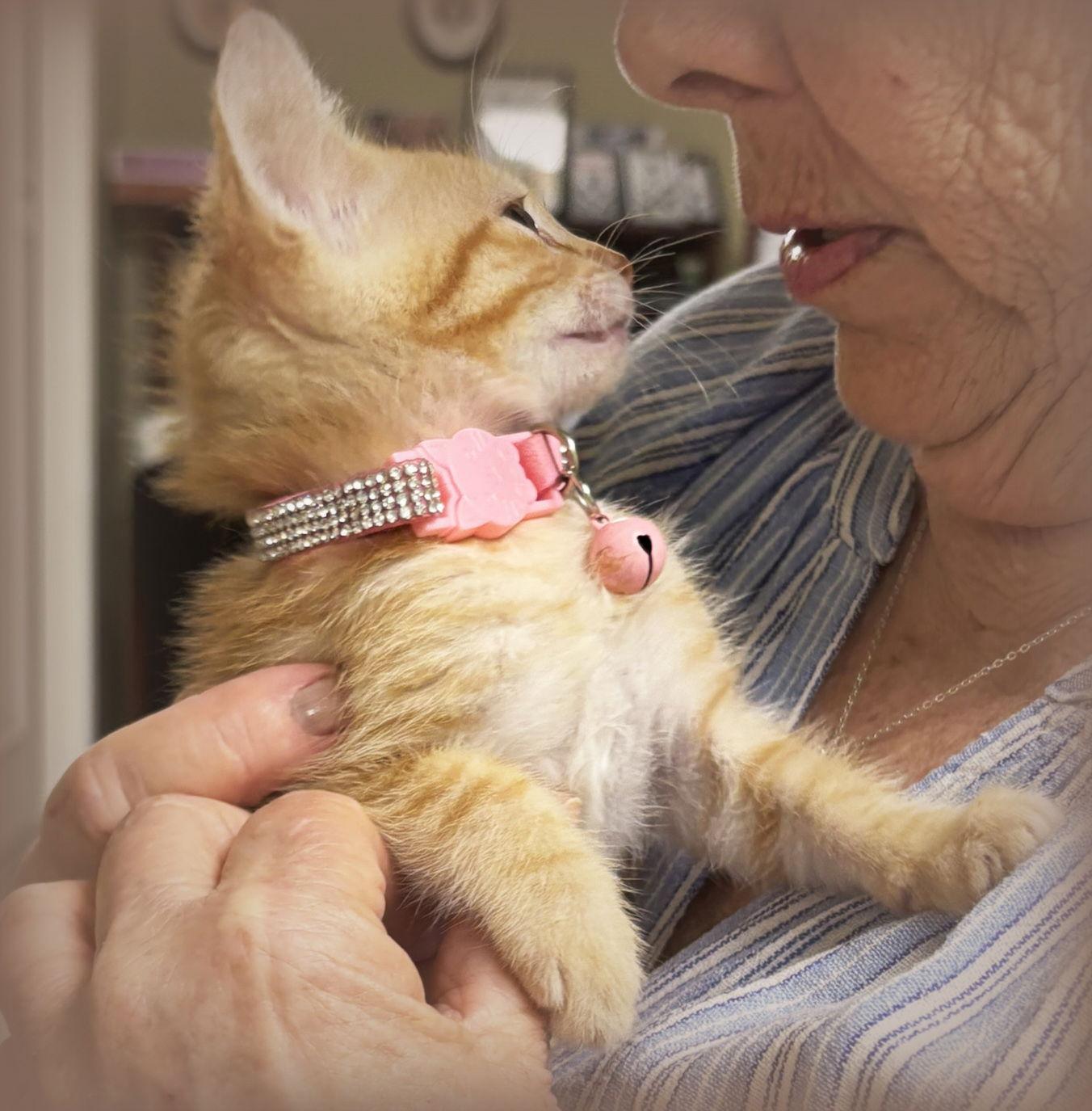 Enlarge Sunshine, a Adoptable mixed breed in Holly Springs, MS image 2/3