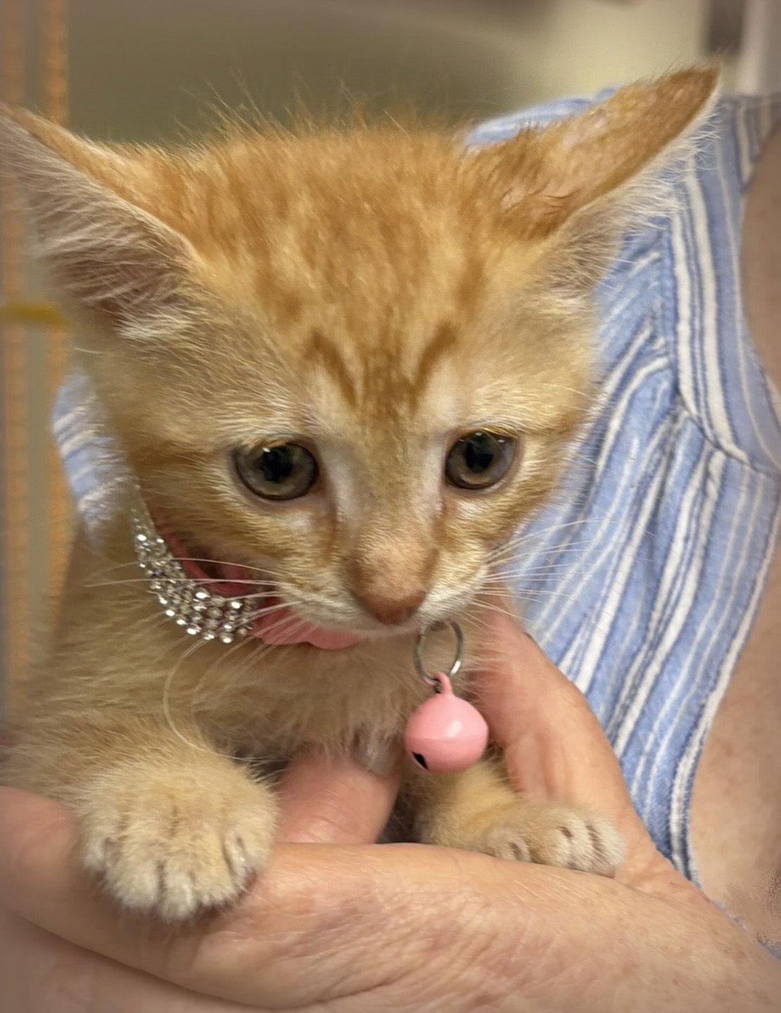 Enlarge Sunshine, a Adoptable mixed breed in Holly Springs, MS image 3/3