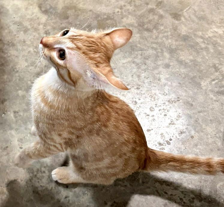 Enlarge Sunshine, a Adoptable mixed breed in Holly Springs, MS image 3/3