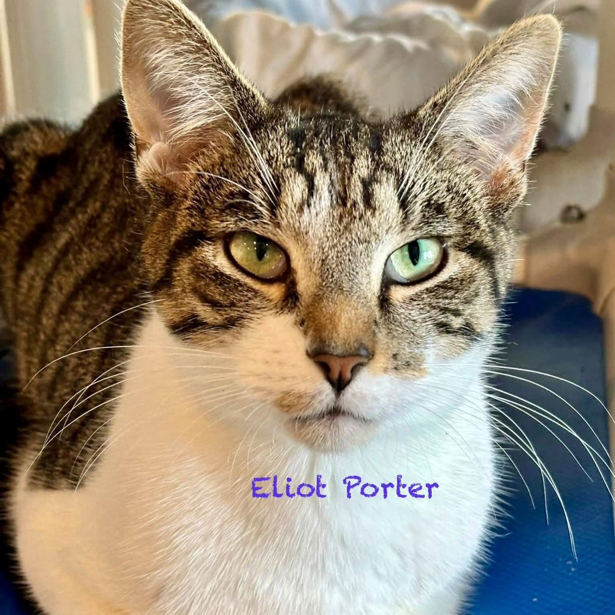 Eliot Porter, an adoptable mixed breed in Palatine, IL image 4/4