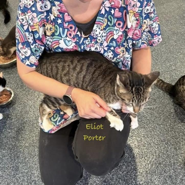 Eliot Porter, an adoptable mixed breed in Palatine, IL image 2/3
