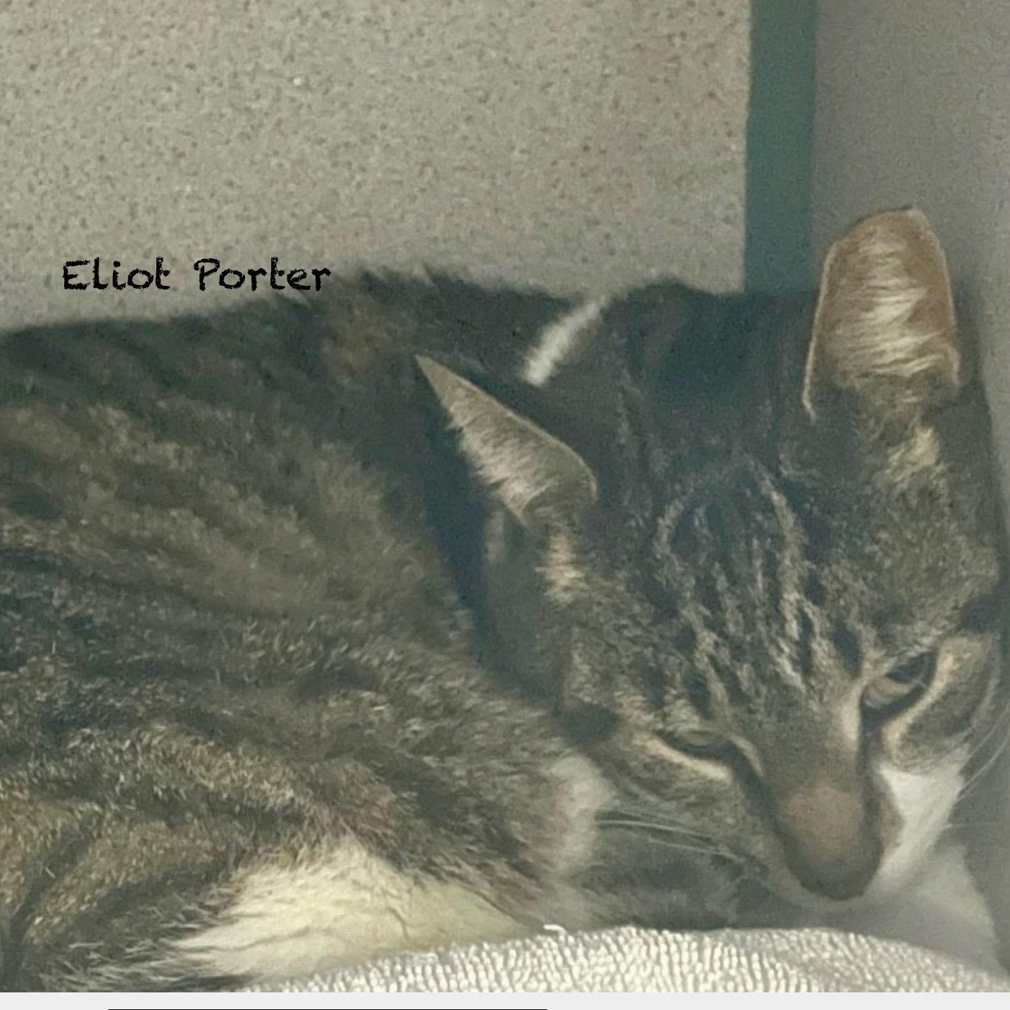 Eliot Porter, an adoptable mixed breed in Palatine, IL image 3/3