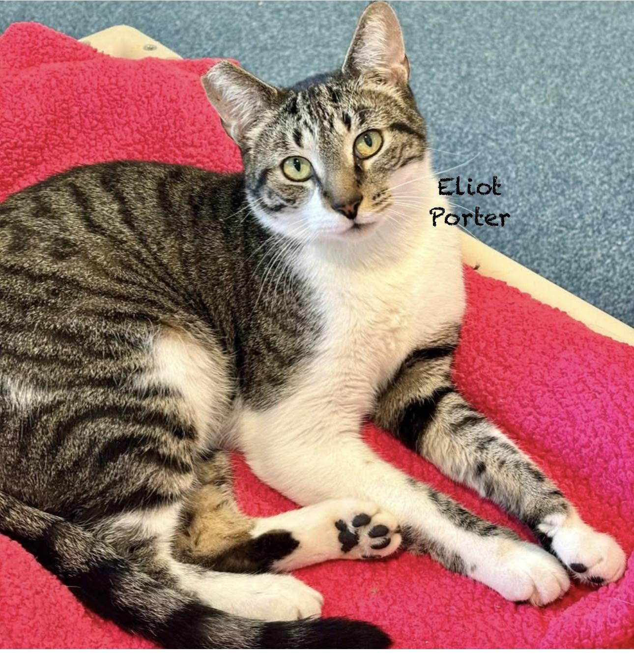 Eliot Porter, adoptable, Adult Male Tabby & Domestic Short Hair.