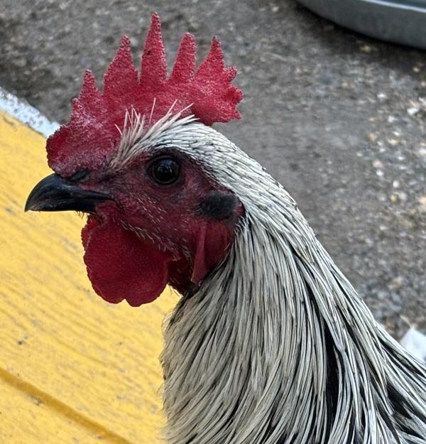 Caviar, Adoptable, Young Male Chicken.