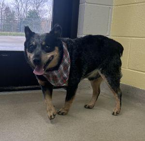 Enlarge Ace, a Adoptable Australian Cattle Dog / Blue Heeler in Bucyrus, OH image 3/5
