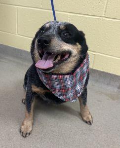 Enlarge Ace, a Adoptable Australian Cattle Dog / Blue Heeler in Bucyrus, OH image 5/5