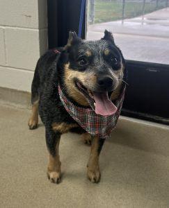 Enlarge Ace, a Adoptable Australian Cattle Dog / Blue Heeler in Bucyrus, OH image 1/5