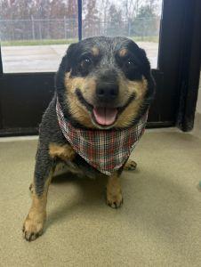 Enlarge Ace, a Adoptable Australian Cattle Dog / Blue Heeler in Bucyrus, OH image 2/5