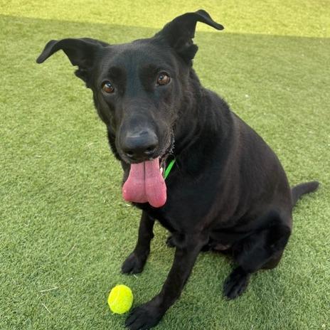 Tyson, Adoptable, Adult Male Black Labrador Retriever & German Shepherd Dog.