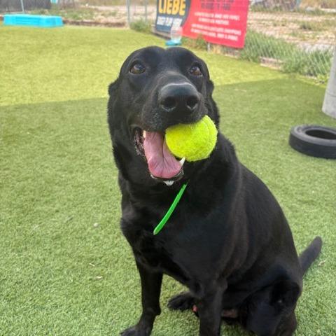 Enlarge Tyson, a Adoptable mixed breed in Idaho Falls, ID image 2/6