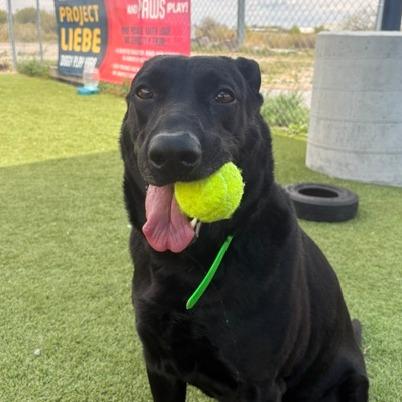 Enlarge Tyson, a Adoptable mixed breed in Idaho Falls, ID image 3/6